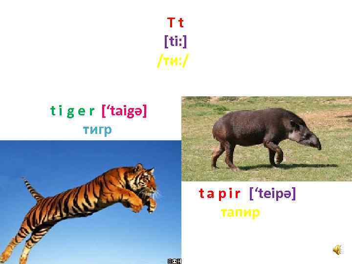 Tt [ti: ] /ти: / t i g e r [‘taigә] тигр t a