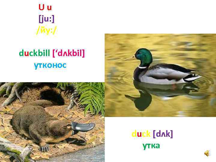 Uu [ju: ] /йу: / duckbill [‘dʌkbil] утконос duck [dʌk] утка 