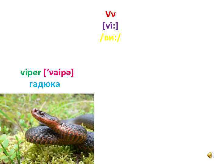 Vv [vi: ] /ви: / viper [‘vaipә] гадюка 