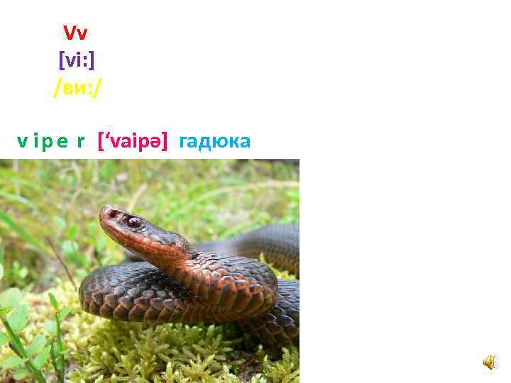 Vv [vi: ] /ви: / v i p e r [‘vaipә] гадюка 