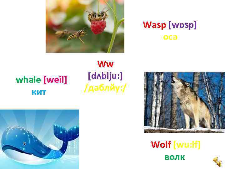 Wasp [wɒsp] оса whale [weil] кит Ww [dʌblju: ] /даблйу: / Wolf [wu: lf]