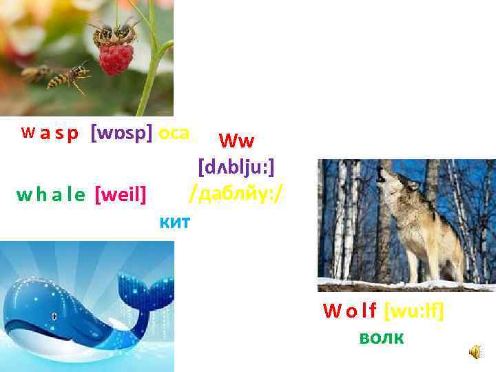 W a sp [wɒsp] оса Ww [dʌblju: ] /даблйу: / w h a l