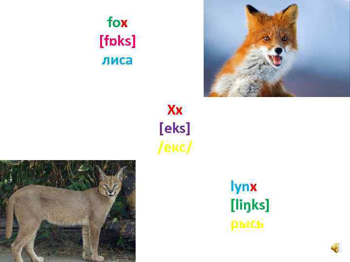 fox [fɒks] лиса Xx [eks] /екс/ lynx [liŋks] рысь 