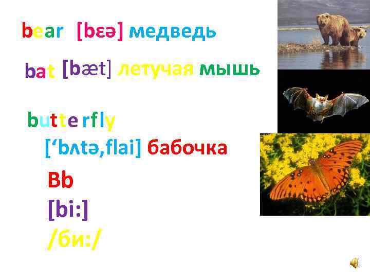 bear [bɛә] медведь bat [bæt] летучая мышь butte rfly [‘bʌtә, flai] бабочка Bb [bi: