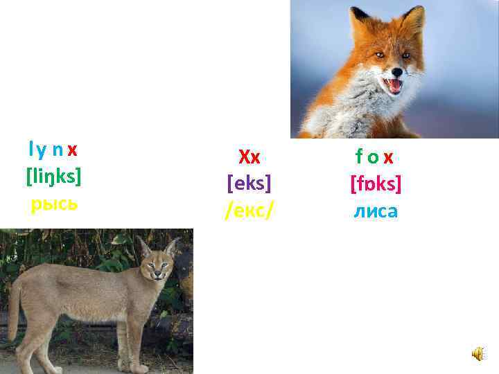 ly n x [liŋks] рысь Xx [eks] /екс/ fox [fɒks] лиса 