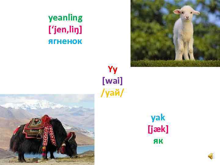 yeanling [‘jen, liŋ] ягненок Yy [wai] /уай/ yak [jæk] як 