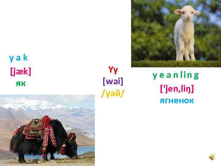 yak [jæk] як Yy [wai] /уай/ y e a n lin g [‘jen, liŋ]