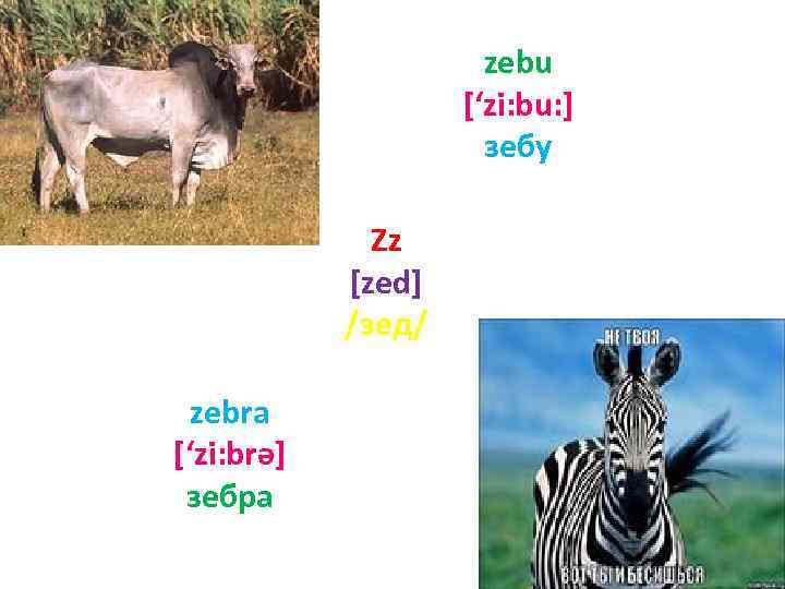 zebu [‘zi: bu: ] зебу Zz [zed] /зед/ zebra [‘zi: brә] зебра 