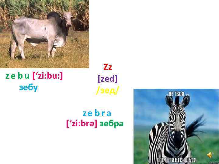 z e b u [‘zi: bu: ] зебу Zz [zed] /зед/ ze br a