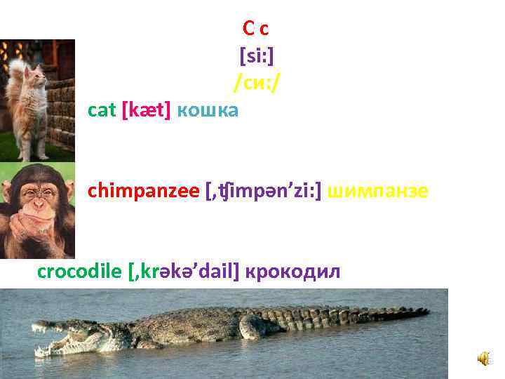 Cc [si: ] /си: / cat [kæt] кошка chimpanzee [, ʧimpәn’zi: ] шимпанзе crocodile