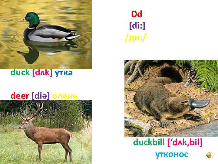 Dd [di: ] /ди: / duck [dʌk] утка deer [diә] олень duckbill [‘dʌk, bil]