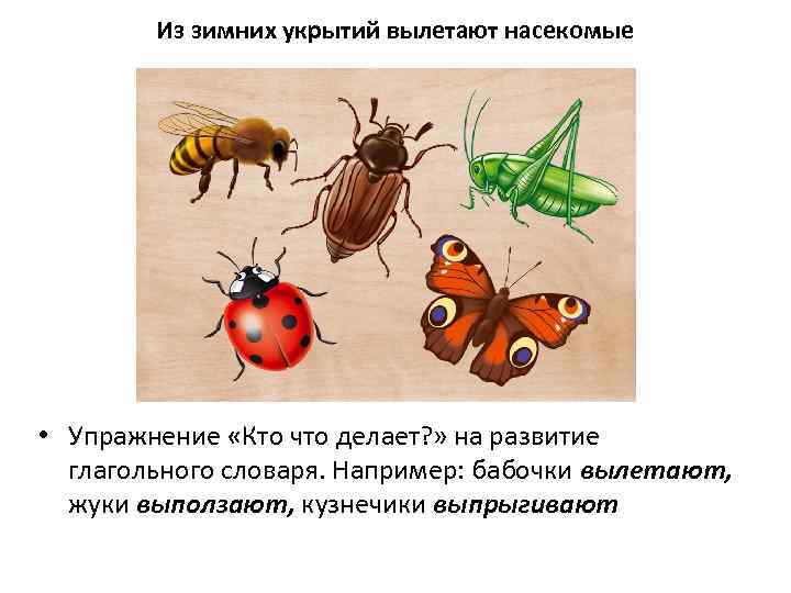 Из зимних укрытий вылетают насекомые • Упражнение «Кто что делает? » на развитие глагольного