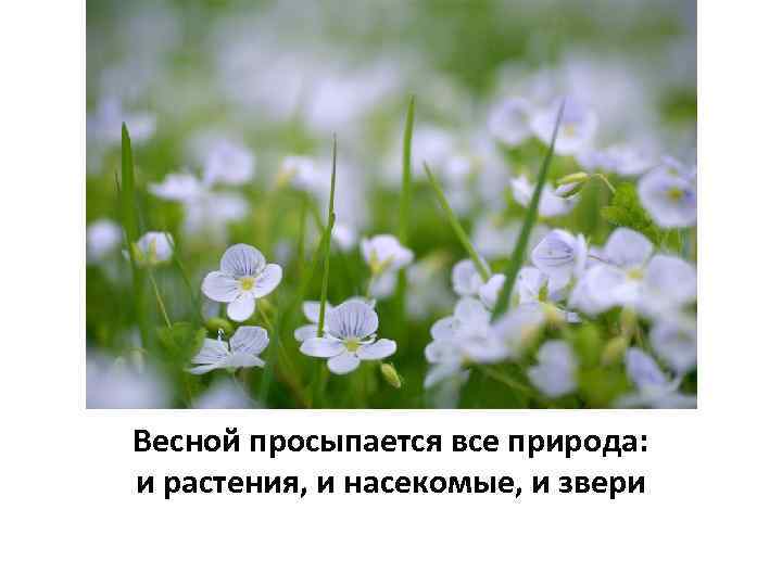 Весной просыпается все природа: и растения, и насекомые, и звери 