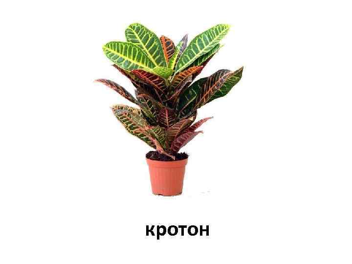 кротон 
