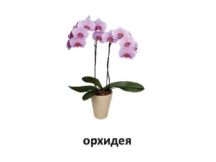 орхидея 