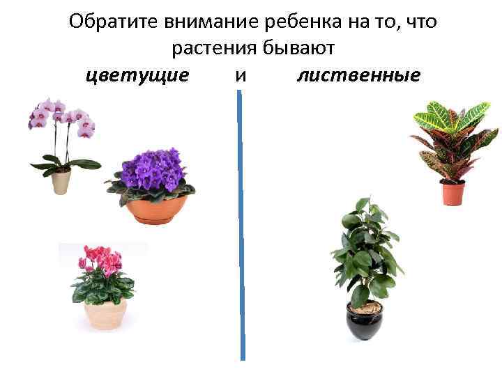 Обратите внимание ребенка на то, что растения бывают цветущие и лиственные 