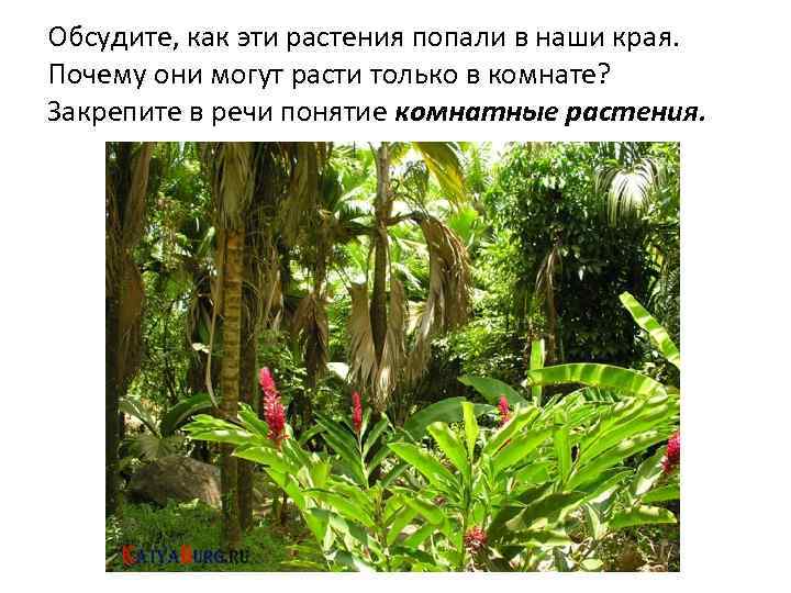 Обсудите, как эти растения попали в наши края. Почему они могут расти только в