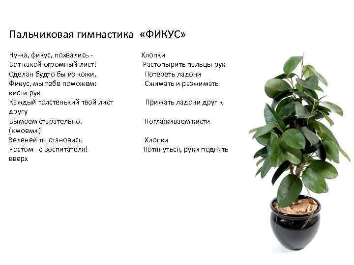 Пальчиковая гимнастика «ФИКУС» Ну-ка, фикус, похвались - Хлопки Вот какой огромный лист! Растопырить пальцы