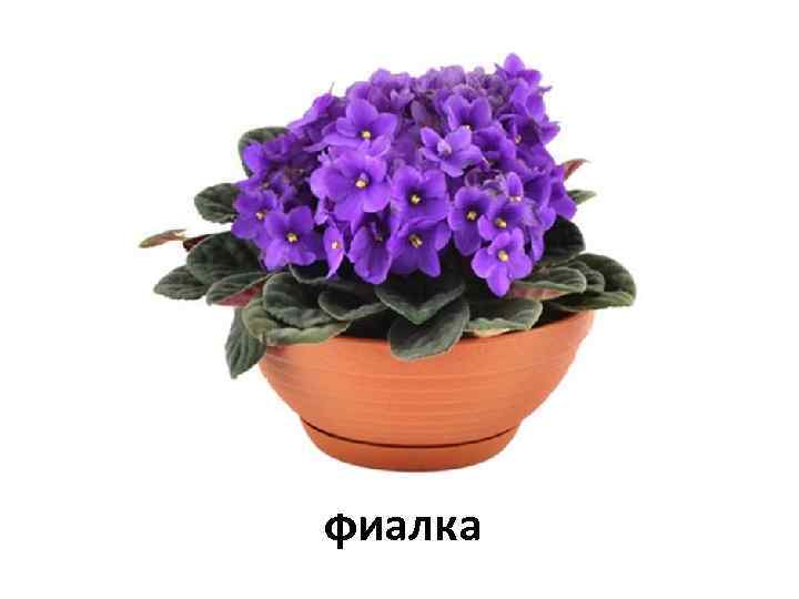 фиалка 