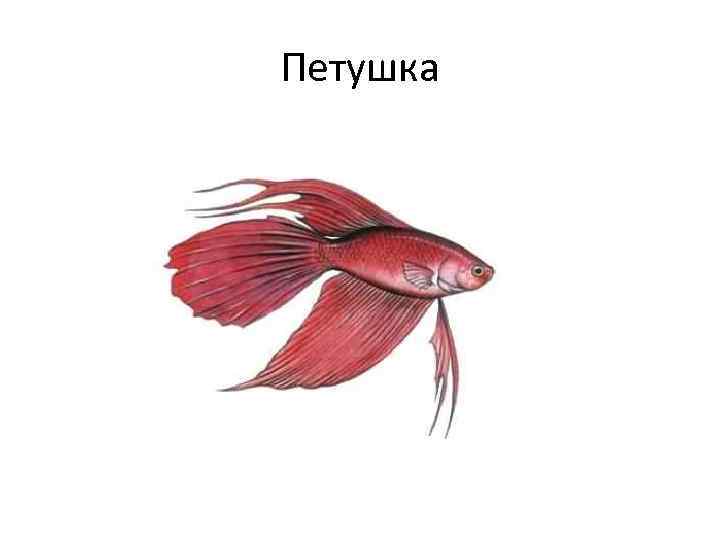 Петушка 