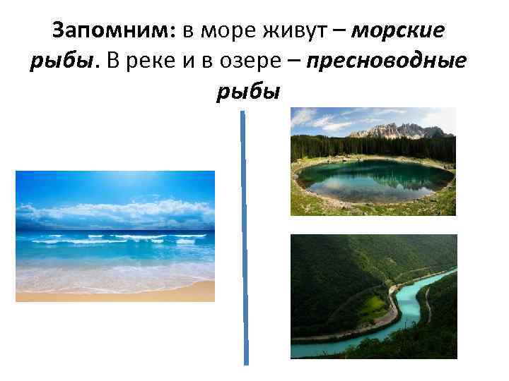 Запомним: в море живут – морские рыбы. В реке и в озере – пресноводные