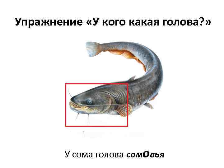 Упражнение «У кого какая голова? » У сома голова сомовья 