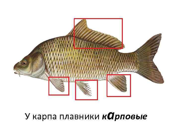 У карпа плавники карповые 