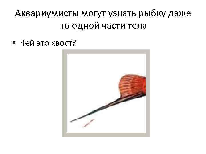 Аквариумисты могут узнать рыбку даже по одной части тела • Чей это хвост? 