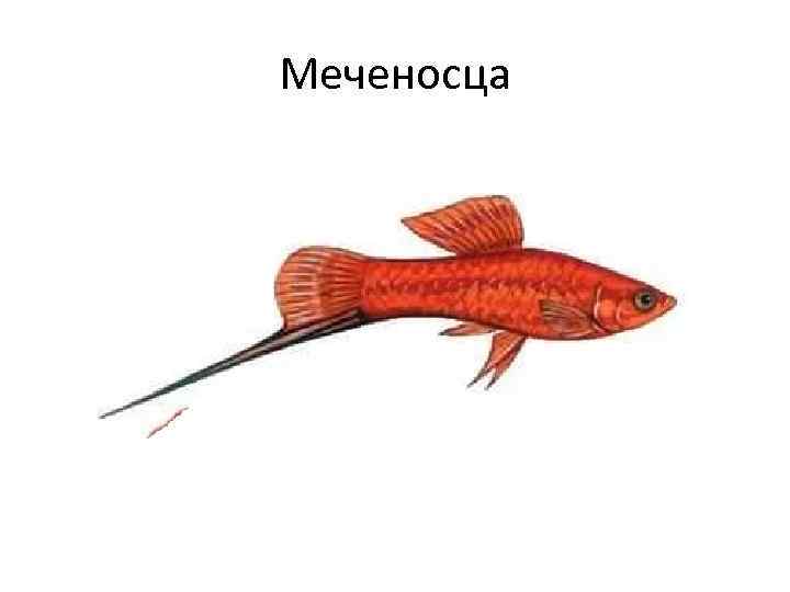 Меченосца 