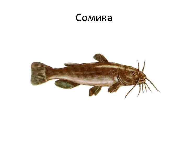 Сомика 