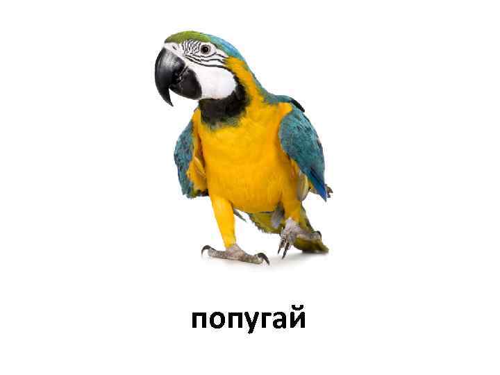 попугай 