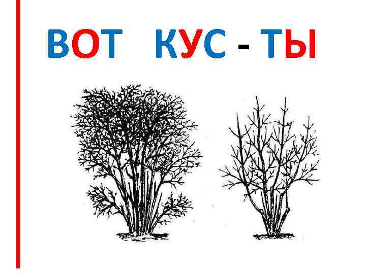 ВОТ КУС - ТЫ 