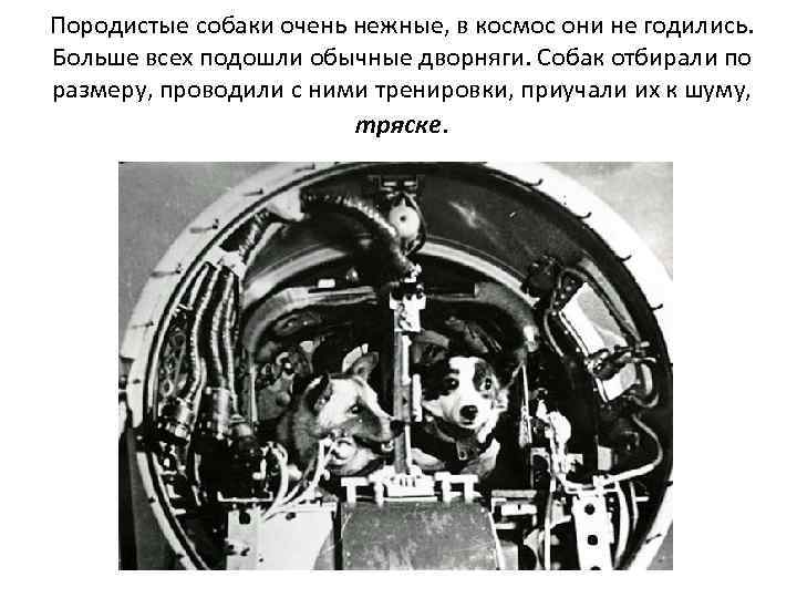 Породистые собаки очень нежные, в космос они не годились. Больше всех подошли обычные дворняги.