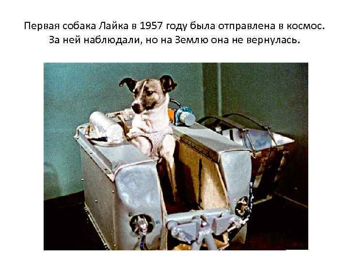    "first dog in space in 1951"