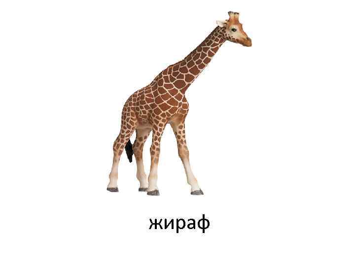 жираф 
