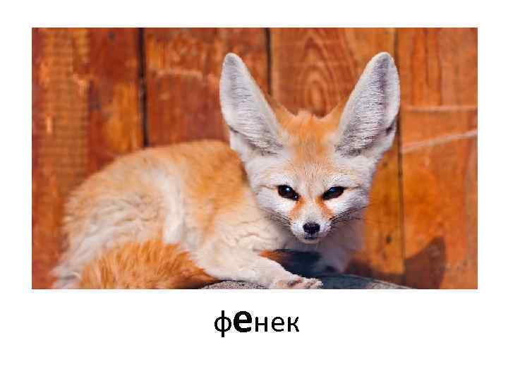 фенек 