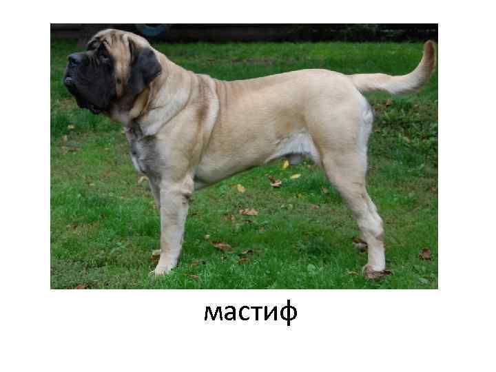 мастиф 