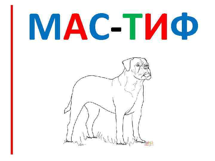 МАС-ТИФ 