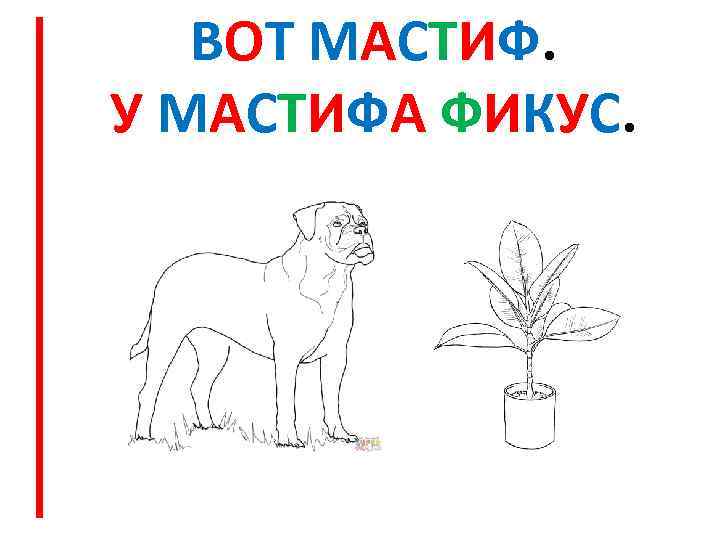 ВОТ МАСТИФ. У МАСТИФА ФИКУС. 