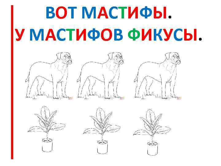 ВОТ МАСТИФЫ. У МАСТИФОВ ФИКУСЫ. 