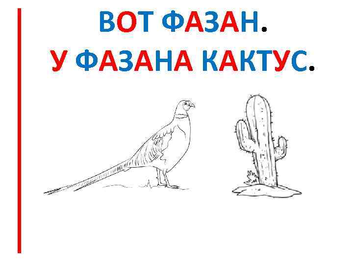 ВОТ ФАЗАН. У ФАЗАНА КАКТУС. 