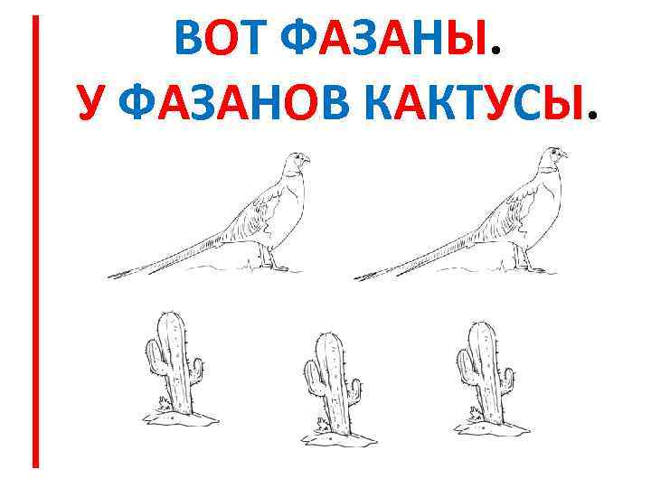 ВОТ ФАЗАНЫ. У ФАЗАНОВ КАКТУСЫ. 