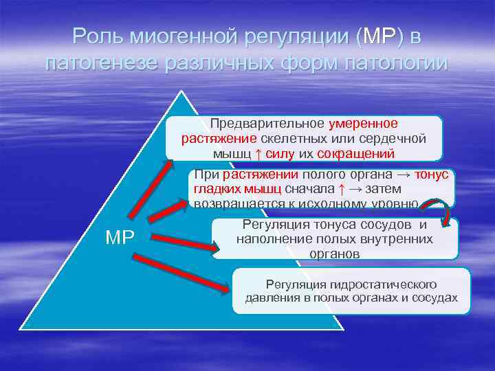 Роль миогенной регуляции (МР) в патогенезе различных форм патологии МР Предварительное умеренное растяжение скелетных