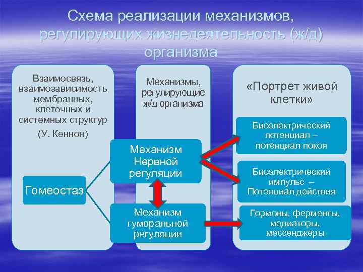 Схема реализации механизмов, регулирующих жизнедеятельность (ж/д) организма Взаимосвязь, взаимозависимость мембранных, клеточных и системных структур