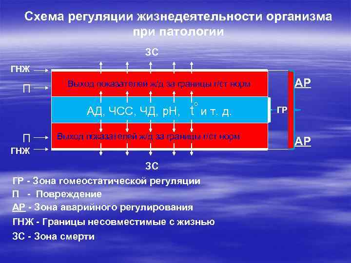 Вставь пропущенные термины на схеме регуляция слюноотделения