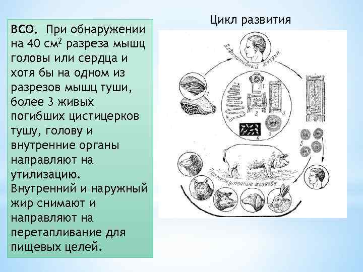 ВСО. При обнаружении на 40 см 2 разреза мышц головы или сердца и хотя