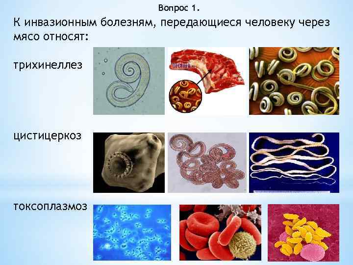 Вопрос 1. К инвазионным болезням, передающиеся человеку через мясо относят: трихинеллез цистицеркоз токсоплазмоз 