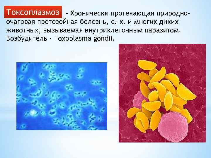 Токсоплазмоз - Хронически протекающая природноочаговая протозойная болезнь, с. -х. и многих диких животных, вызываемая