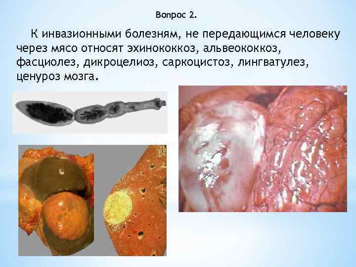 Вопрос 2. К инвазионными болезням, не передающимся человеку через мясо относят эхинококкоз, альвеококкоз, фасциолез,