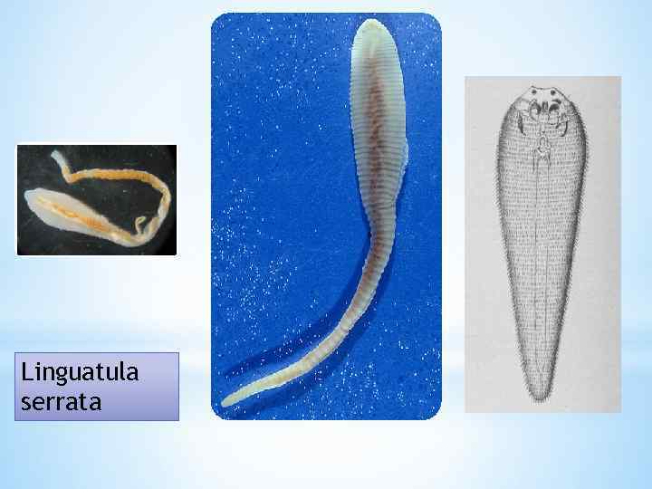 Linguatula serrata 